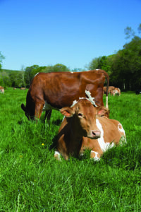 GUERNSEY COW